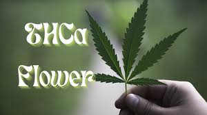 The Art of Cultivating THCA Flower: Growing Techniques and Tips post thumbnail image