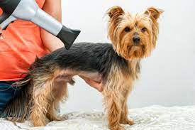 Would It Be Simple To Operate Dog Blow Dryer? post thumbnail image