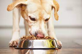 Raw Dog Food and Weight Management: Supporting Healthy Body Conditions post thumbnail image