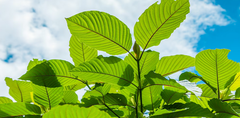 The Social Side of Kratom Gummies: Sharing the Joy of Consumption post thumbnail image