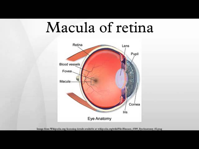 Going through the Value of the Macula in Eyesight post thumbnail image