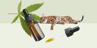 From Scratch to Serene: CBD Oil Benefits for Cats post thumbnail image