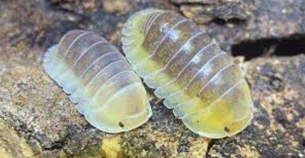 Isopods for Sale UK: Exploring the Availability of Unique Terrestrial Pets post thumbnail image