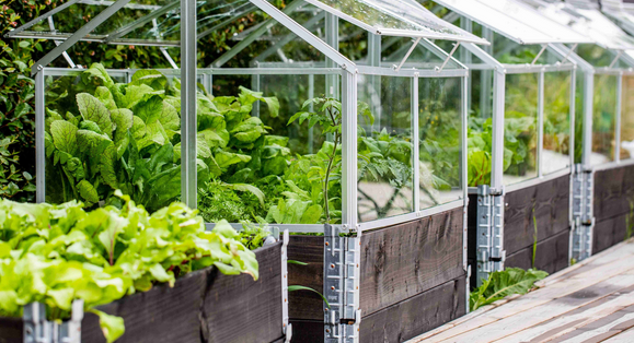 Breathe Green: The Serenity and Sustainability of Greenhouses post thumbnail image
