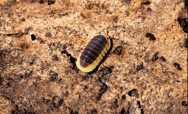 Exploring the World Below: Isopods UK Unveiled post thumbnail image