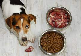 Raw Dog Food Diet: Strategies for Healthy Canine Nutrients post thumbnail image